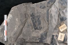 Foto (Detailansicht) von Pterophyllum longifolium Br. (NHMW-GEO-2024-0188-10571)